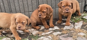 Bordeaux Doggen Welpen Rüden 