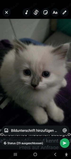 Heilige birma kitten zu verkaufen 