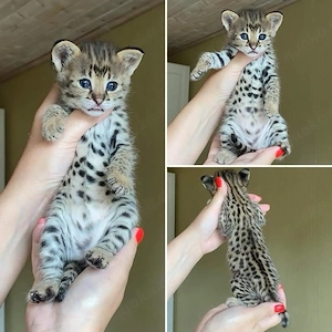    Exklusive Savannah F1 Kitten zu verkaufen   Kater & Katze verfügbar | Zittau   