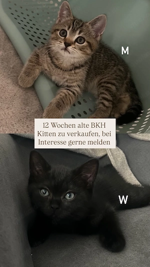 BKH Kätzchen 12 wochen 
