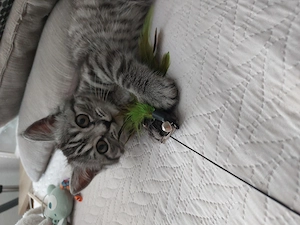 13 woche alte BKH -Perser Katerchen abzugeben