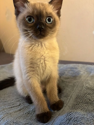    Liebevolles graues  BKH-Kitten sucht ein neues Zuhause