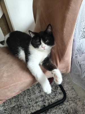 BKH Kätzchen Kater 