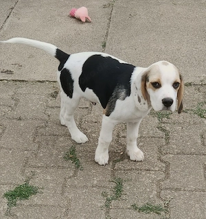 Beaglewelpe Anton 