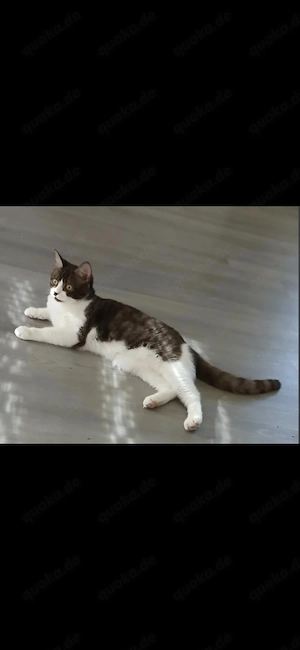 Britische Kurzhaar Mix Katze