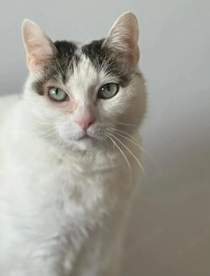 Tecla Ruhiges Katzenmädel sucht ihre Chilloase