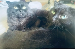 Zwei liebevolle Hauskatzen