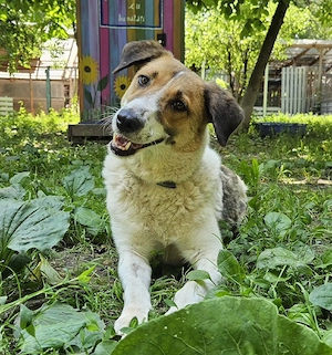Martha - freundlich, ruhig und verspielt