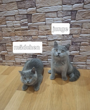 BKH kitten 