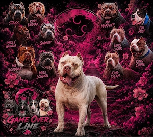 American Bully XL Deckrüde 