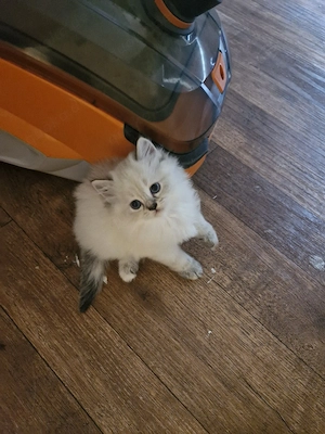 Wunderschöne Kitten (Heilige Birma   Britisch Langhaar) suchen ein liebevolles Zuhause