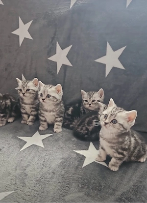 Reinrassige BKH Kitten in Black Siver Classic Tabby mit Stammbaum