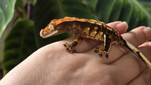 Kronengecko 0.0.1 Correlophus ciliatus