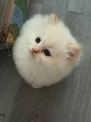 Wunderschöne Kitten (Heilige Birma   Britisch Langhaar) suchen ein liebevolles Zuhause