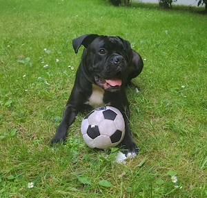 Hund Schwarzer Boxer