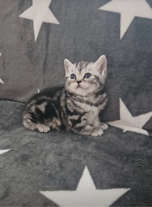 Reinrassige BKH Kitten in Black Siver Classic Tabby mit Stammbaum