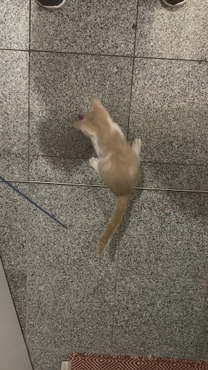 BKH Mix Kater