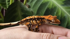 Kronengecko 0.0.1 Correlophus ciliatus