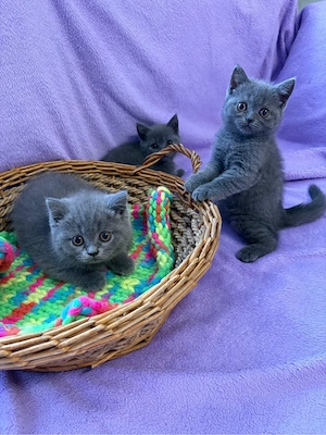Britisch Kurzhaar Kitten