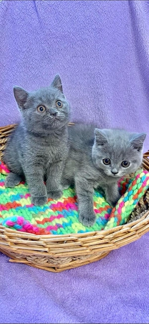 Britisch Kurzhaar Kitten