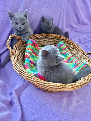 Britisch Kurzhaar Kitten