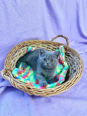 Britisch Kurzhaar Kitten