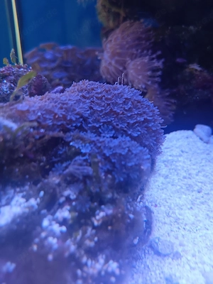 Blaue Xenien Koralle Meerwasser
