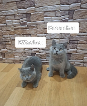 BKH kitten 