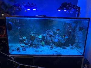 meerwasser Aquarium 