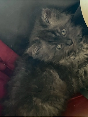   Wunderschöne Britisch Kurzhaar (BKH) Katze        Geboren am: 23.04.2026    Farbe: Grau    Augen: