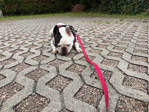 französiche bulldogge  weiblich 8 jahre 