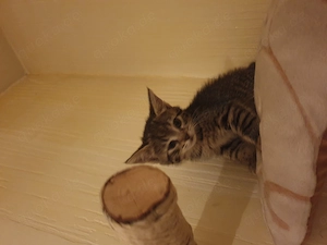 Babykatzen