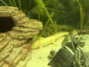 Axolotl Jungtiere 