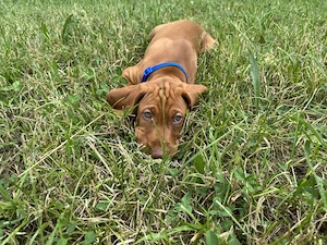 2 reinrassige Magyar Vizsla Rüden suchen ein liebevolles Zuhause