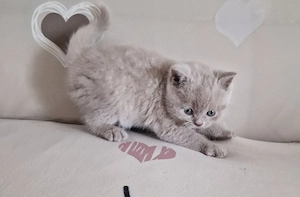 Reinrassiges BKH katzenbaby lilac Junge