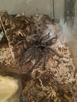 vogelspinne zu verkaufen 