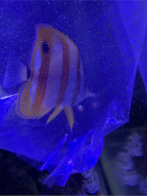 Meerwasserfische wegen Beckenauflösung 