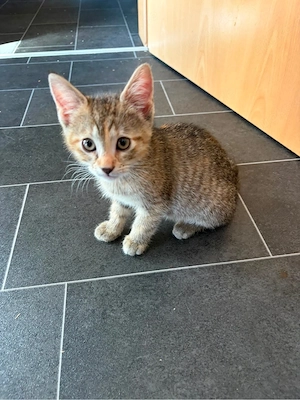 3 süße Katzenbabys suchen ein liebevolles zuhause