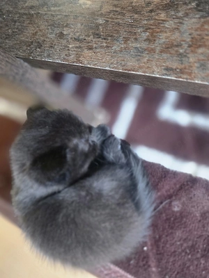 BKH Kitten    