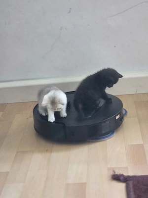 BKH Kitten    