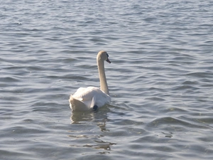 Ersingen See vormittags 