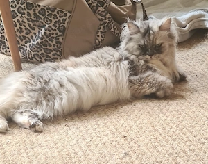 Perser Katze dringend  abzugeben 