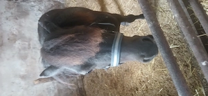 Hengst sucht ein neues Zuhause 