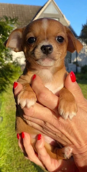 Chihuahua Rehpinscher Mix