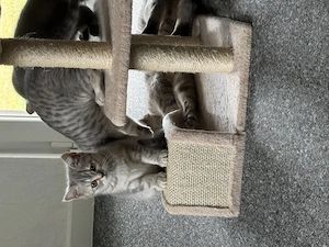 Britisch-Kurzhaar-Kitten suchen ein liebevolles neues Zuhause.