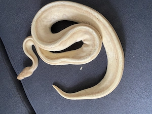 Königspython Banana gen. Stripe 2018