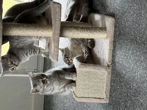 BKH Kitten 