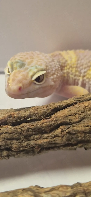 Mack Snow Tremper Leopardgecko 