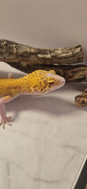 Sunfire Bell Leopardgecko *Reserviert* 