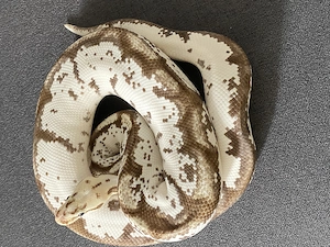 1,0 Königspython Pastel Spider Calico Fire